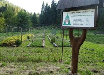 Často býva pestovaný pre produkciu dreva a na ochranu pôdy pred eróziou, ale i ako okrasný strom.