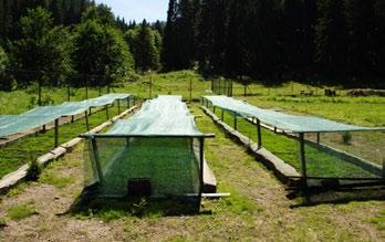 Jeho drevo je rovnomerne štiepa- Zo semien pestujú lesníci v lesných škôlkach mladé stromčeky, ktoré vysádzajú na miesta budúcich alebo už