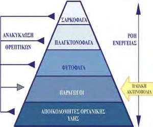 Εικόνα 4. Απεικονίζεται η πυραμίδα της βιομάζας και η συγκέντρωση του D.D.T. (Πηγή: Ramade F. 1982 (τροποπ.), www.env-edu.gr/chapters.aspx?id=130) Εικόνα 5.