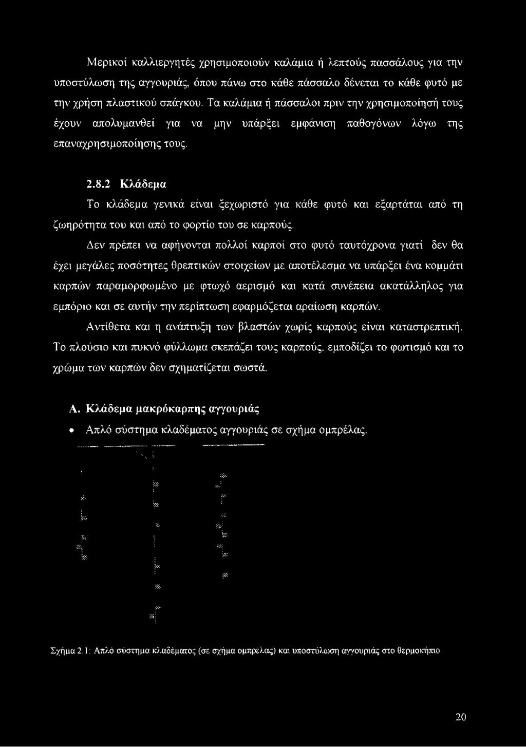 2 Κλάδεμα Το κλάδεμα γενικά είναι ξεχωριστό για κάθε φυτό και εξαρτάται από τη ζωηρότητα του και από το φορτίο του σε καρπούς.