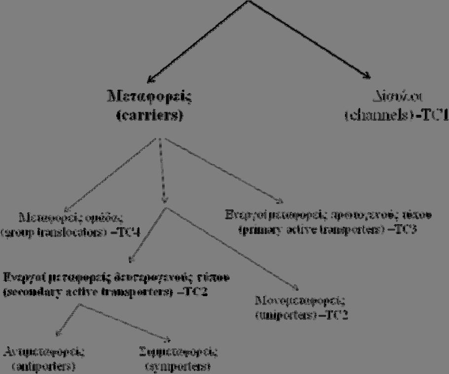13 Υπάρχει τέλος και μια μικρή ομάδα πρωτεϊνών ενεργού μεταφοράς που εντοπίζονται μόνο στα βακτήρια (Barabote and Saier, 2005) και ονομάζονται μεταφορείς ομάδας (TC4, group translocators).