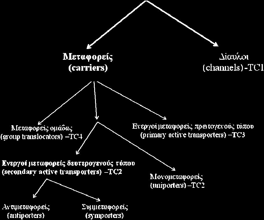 coli σαν βασικό μηχανισμό πρόσληψης γλυκόζης και τροποποιεί το υπόστρωμα με φωσφορυλίωση κατά τη μεταφορά, ώστε να δεσμεύεται εξωκυτταρικά γλυκόζη αλλά στο κυτταρόπλασμα να αποδίδεται 6-φωσφορική