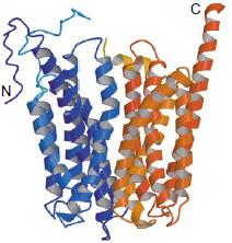19 α-ελίκων η κάθε μία, όπως ακριβώς και στην LacY (Abramson et al., 2003) (Εικόνα 1.7B). Στο κέντρο των περιοχών αυτών δημιουργείται το ενεργό κέντρο δέσμευσης του υποστρώματος.
