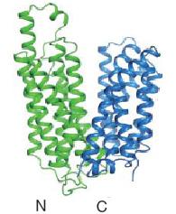 21 Α Β Εικόνα 1.9 Α. Μεταφορέας FucB της E. coli (Dang et al., 2010), όπου εμφανίζονται και πάλι οι δύο ψευδοσυμμετρικές περιοχές, με διαμόρφωση ανοιχτή προς το περίπλασμα αυτήν τη φορά. Β. Μεταφορέας FucB, σε διαμόρφωση ανοιχτή προς το κυτταρόπλασμα έπειτα από μοντελοποίηση με το μεταφορέα LacY (Dang et al.