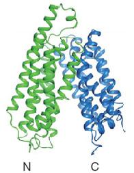 coli MelB (Yousef and Guan, 2009) καθώς και οι μεταφορείς νουκλεοσιδίων της οικογένειας ΕΝΤ που μεταφέρουν το υπόστρωμά τους με διευκολυνόμενη διάχυση και όχι με ενεργό μεταφορά (Papageorgiou et al.