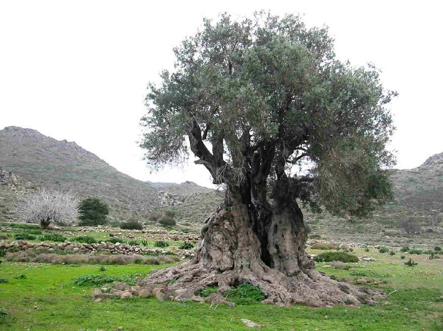 Σ.Ε.Κ. ΜΕΓΑΡΩΝ ΖΩΣΑ ΕΛΙΑ ΜΕΣΟΓΕΙΑΚΟΣ ΤΟΠΟΣ ΜΕΣΟΓΕΙΑΚΟΣ ΤΡΟΠΟΣ Υπεύθυνοι καθηγητές: ΜΑΚΡΥΓΙΑΝΝΗΣ ΔΗΜΗΤΡΗΣ Π.Ε. 17-02 ΓΚΙΝΗΣ ΣΠΥΡΟΣ Π.Ε. 18-14 Περιβαλλοντική ομάδα: Γιαλούρης Κυριάκος, Θανάση Κατερίνα