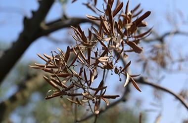 Εικόνα 7: Κλάδος ελιάς προσβεβλημένος από το μύκητα Verticillium dahliae, (www.eleagro.com).