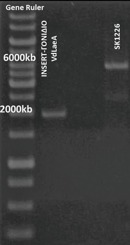 Μετά την ηλεκτροφόρηση ακολούθησε το πρωτόκολλο καθαρισμού και απομόνωσης του DNA από την πηκτή.