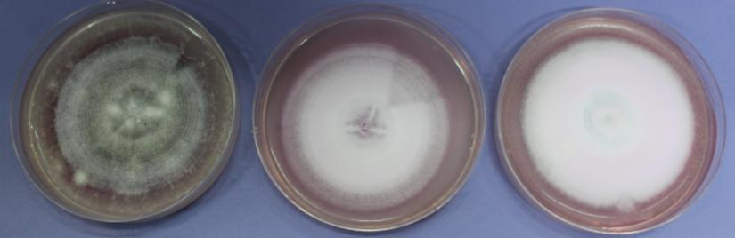 dahliae ΤΔΑGI.A.3 ΤΔΑGI.