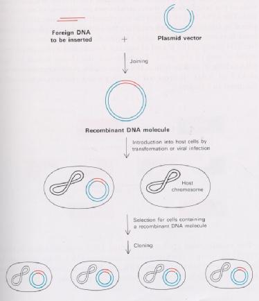 Základný princíp klonovania cudzorodej DNA v