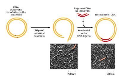 rekombinantná DNA: v gréckej mytológii chiméra