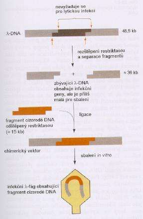 cudzorodej DNA L P