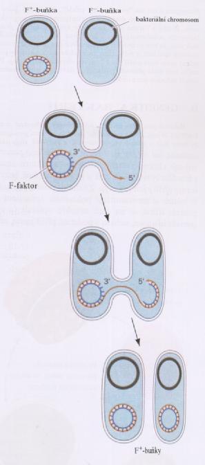 buniek E.