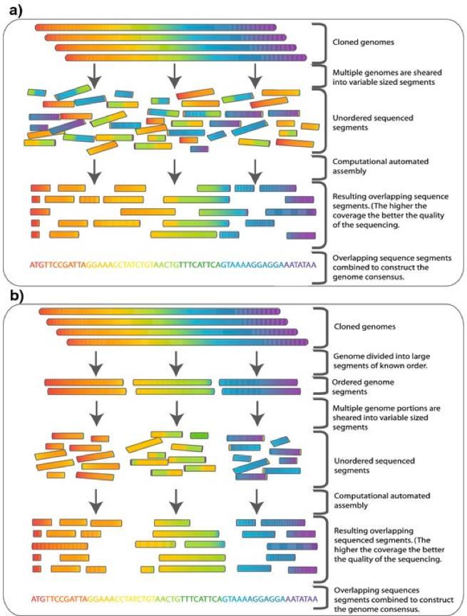 Sekvenciranje genomov Pristop podjetja Celera hitro sekvenciranje celotnega genoma ( whole genome shotgun