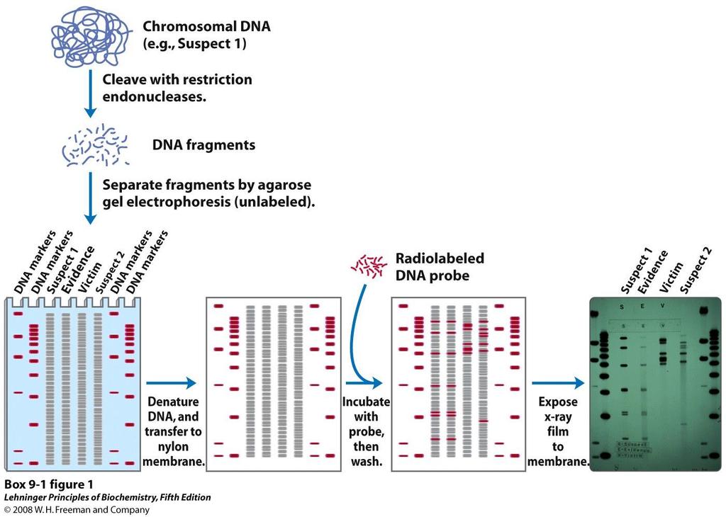 DNA v forenziki V forenzične namene se uporavljajo t.i. DNA prstni odtisi. Gre za analizo razlik (polimorfizmov) v DNA med posamezniki (v povprečju se med ljudje razlikujemo v 1 od 1000 bp).