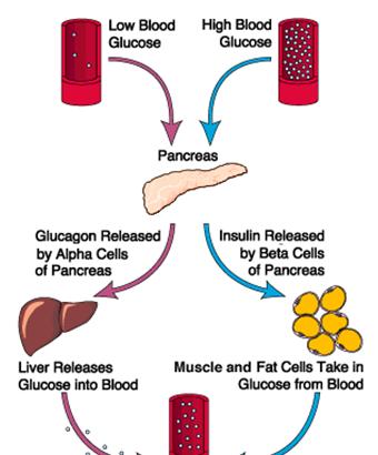 HORMONALNO URAVNAVANJE KONCENTRACIJE GLUKOZE V KRVI nizka koncentracija glukoze v krvi visoka koncentracija glukoze v krvi α-celice v pankreasu Izločajo GLUKAGON β-celice v pankreasu Izločajo INSULIN
