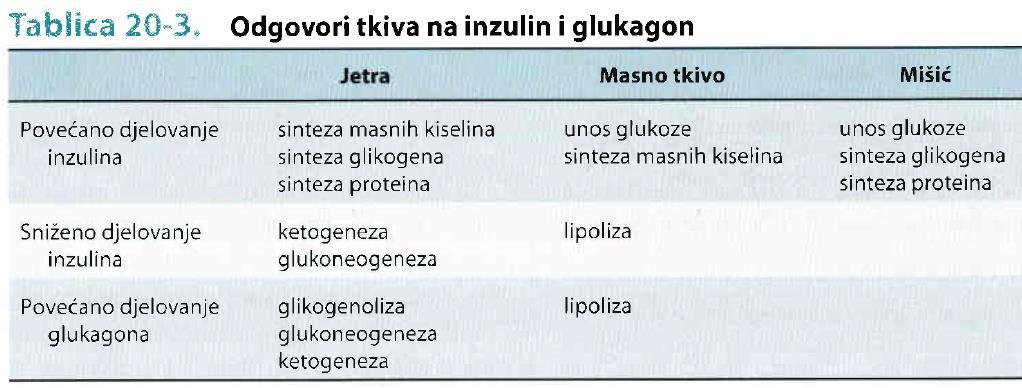 Glavna hormonska regulacija glukoze u krvi: 2.