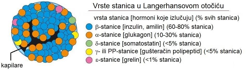 sadrţaji α-stanica, crno kapilare i sadrţaji drugih