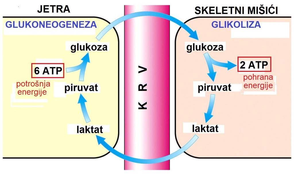 Corijev ciklus ili ciklus mliječne kiseline: 1- glikolizom pod hipoksičnim uvjetima u mišićima nastaje laktat kao krajnji produkt; 2- laktat krvlju dolazi u jetru; 3- laktat se oksidira u piruvat,