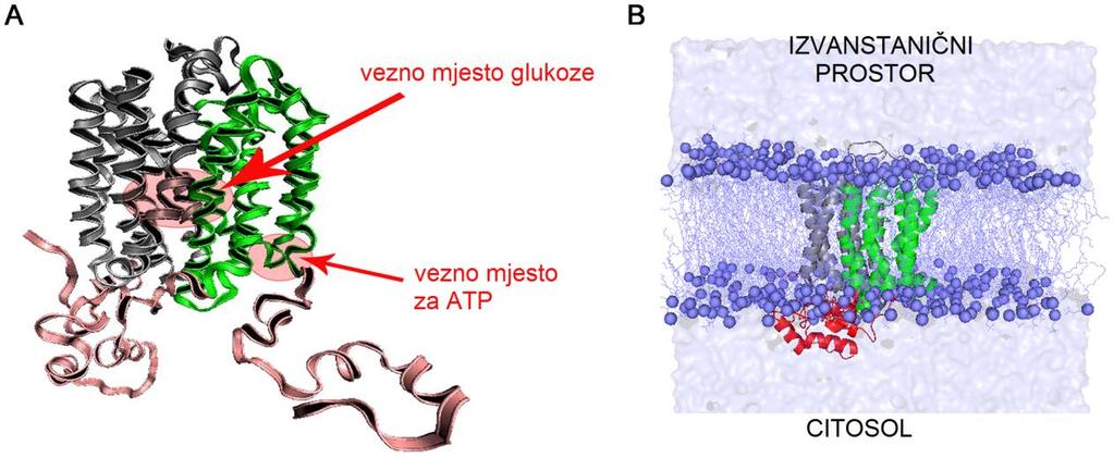 171] GLUT-4: A. struktura; B.