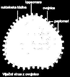 kot so As, Br, Si, B, Al, Ga, Se, F, Cd, Cr, V, W in molibden, ki jih najdemo le v nekaterih organizmih in so verjetno tem organizmom tudi nujno potrebni za življenje Življenje temelji na C: sposoben