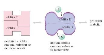 2) sporočilo se preko konformacijskih sprememb prenese na katalitično mesto in povzroči povečanje/zmanjšanje aktivnosti encima, odvisno od vrste modulatorja 2.