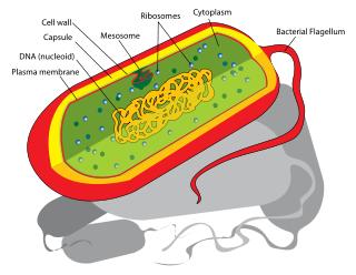 2.) Prokarionti: enostavni celični organizmi, večinoma bakterije in modrozelene alge nimajo celičnega jedra SO živa bitja v premeru merijo od 1 do 10 µm celične komponete so obdane s celično membrano