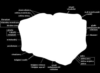 razmnoževanjem ali pa se z njimi pritrjujejo na razne površine v notranjosti celice je citoplazma, v kateri so ribosomi in nukleoid (zvita DNA) vsaka celica ima 1 kromosom, ki je molekula DNA 3.