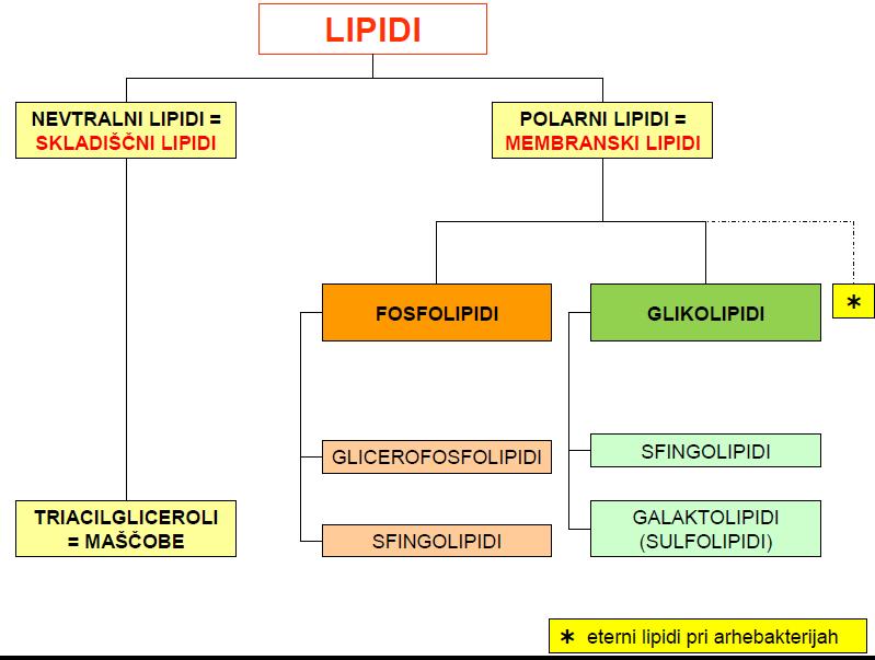 9. LIPIDI, BIOLOŠKE MEMBRANE IN TRANSPORT Hidrofobna narava, zato bolj topni v nepolarnih topilih kot v vodi. Vsebujejo C in H, nekateri še O, N, P.