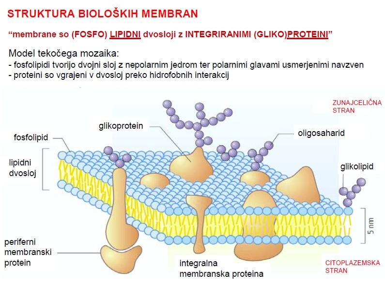 o dvosloja. Na notranji in zunanji strani membrane so različni periferni proteini. INTERGRALNI PROTEINI: odstranimo jih le z raztopinami detergentov (NaDS).
