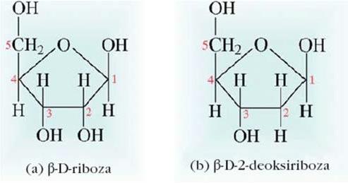 10. DNA IN RNA: ZGRADBA IN VLOGA a) Kemijska zgradba RNA in DNA 1.