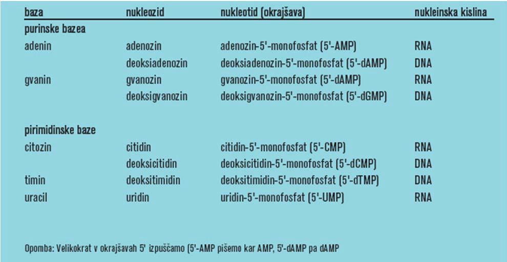 C in N à dušikova baza 2) iz ogljikoveha hidrata s 5 C- atomi (aldopentoze) 3) iz 1, 2 ali 3 fosfatnih skupin