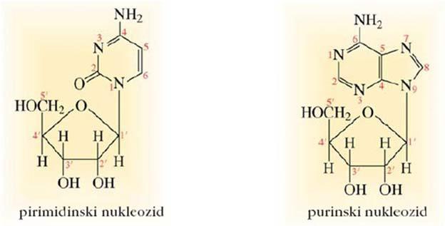glikozidno vezjo dobimo nukleozid nukleotid nastane, ko se fosforilna skupina (- PO 3 2- ) veže na hidroksilno
