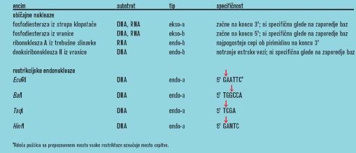 nekatere delujejo na RNA IN DNA, ene pa so substratno specifične (deoksiribonukleaze, Dnaze, ribonukleaze, Rnaze) eksonukleaze (5, - eksonukelaze in 3, - eksonukelaze) katalizirajo hidrolitično