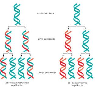 11. PODVOJEVANJE IN PREPISOVANJE DNA: BIOSINTEZA DNA IN RNA molekula, zadolžena za shranjevanje in prenos genetskih informacij, je DNA DNA ima obliko dovojne vijačnice iz dveh