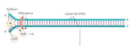 I je eksonukleaza 3'à 5', lahko pa katalizira hidrolizo DNA tudi tako, da začne na koncu 5, (to pomeni da je tudi eksonukleaza 5'à 3') DNA- polmeraza I ima 3 katalitične aktivnosti: 1) DNA-