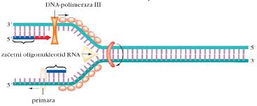 ) Okazakijevi fragmenti: Kako se lahko kopira starševska veriga 5'à 3', če lahko sinteza poteka samo v smeri 5'à 3'?