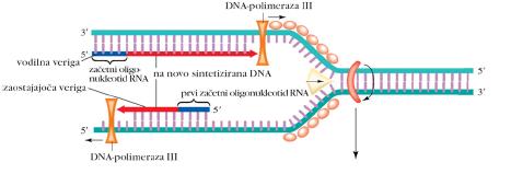 4) Ko je na voljo prosta 3'- OH skupina na začetnem oligonukleotidu se začne sinteza DNA, ki jo katalizira DNA- polimeraza III. Na ta način se podaljšujeta tako vodila, kot zaostajajoča veriga.