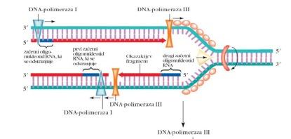 5) Začetni oligonukleotidi RNA se odstranijo z DNA- polimerazo v smeri 5'à 3'. Ostanejo majhni vrzeli, ki se zapolnijo s pomočjo polimerazne aktivnosti DNA- polimeraze I.