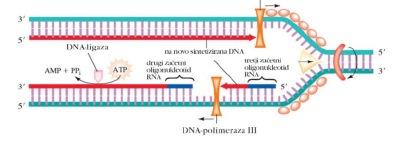 sintezo omogoči dodatni encim DNA- ligaza.