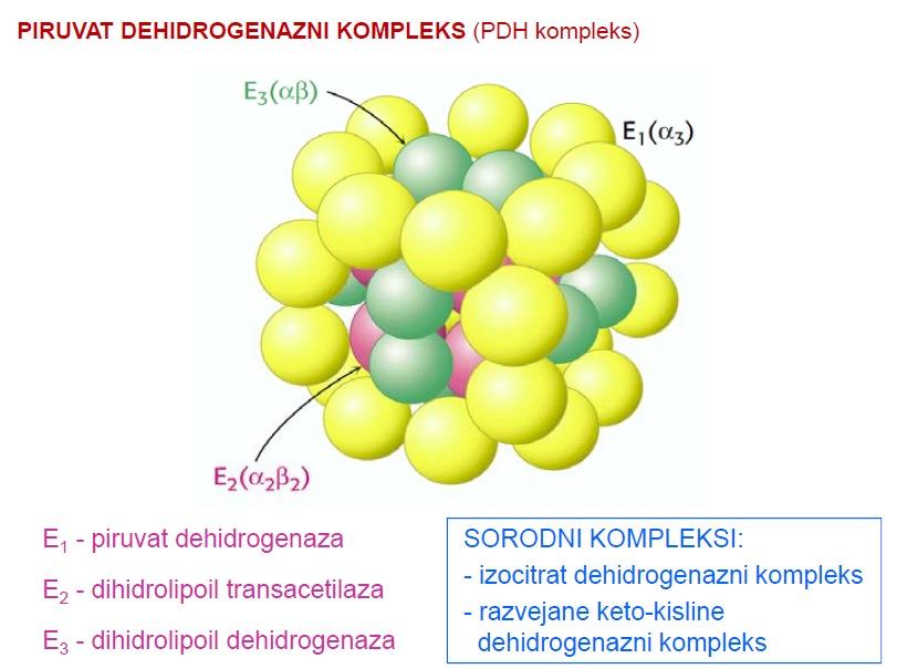 2.) Oksidacija piruvata pred vstopom piruvata v citratni ciklus, morajo na njem poteči 3 kemijske reakcije: dekarboksilacija (izguba CO 2 ), oksidacija ketoskupine na C2 v karboksilno skupino in pa