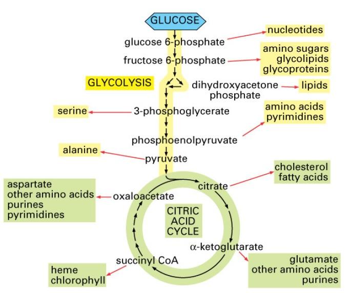 c) Vloga citratnega ciklusa pri uravnavanju in biosintezi 1.) Uravnavanje aerobnega metabolizma piruvata Vstop piruvata in acetil- CoA je strogo nadzorovan.