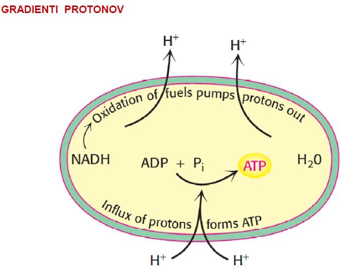 14. VERIGE ZA PRENOS ELEKTRONOV IN NASTANEK ATP V prejšnjih stopnjah metabolizma se le manjši del energije preveden v obliko ATP.