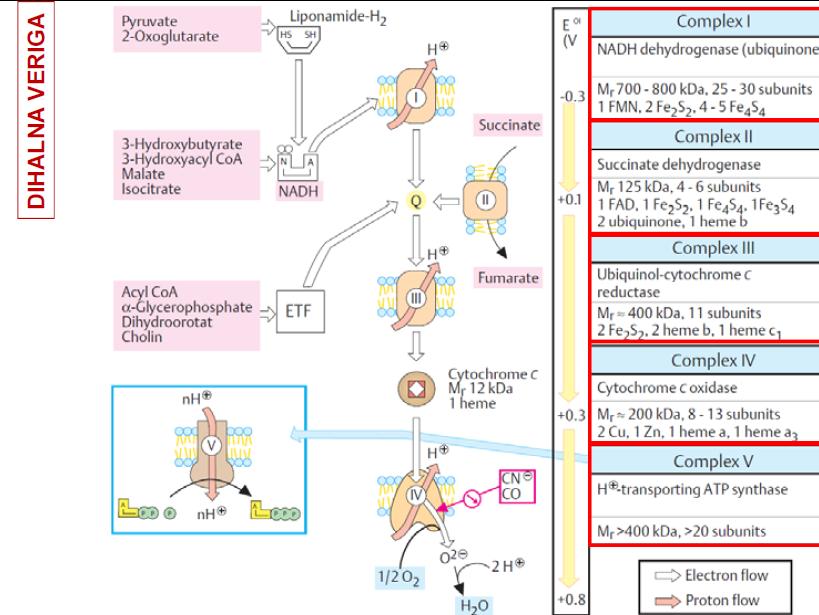 2) Veriga za prenos elektronov Elektroni se od NADH/FADH 2 prenašajo na kisik preko vrste prenašalcev elektronov, ki skupaj predstavljajo verigo za prenos elektronov.