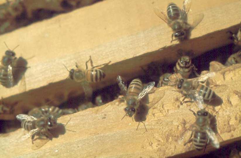 Тамне немачке пчеле (Apis mellifera melifera) су познате по добром презимљавању у северним областима.