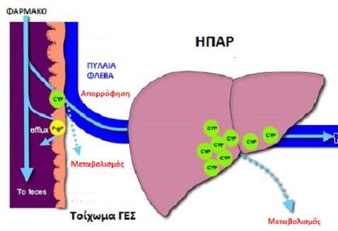 V. Φαινόμενο 1 ης Διόδου : φάρμακα που χορηγούνται διεντερικά απομακρύνονται ή μεταβολίζονται από το έντερο ή το ήπαρ πριν φτάσουν στη