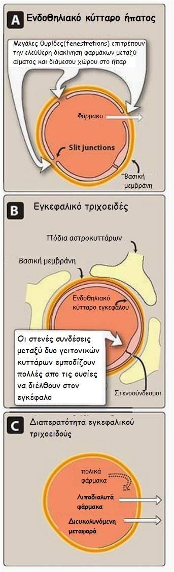 IV. Διαπερατότητα τριχοειδών φραγμοί: Αιματοεγκεφαλικός φραγμός μόνο λιπόφιλα μόρια, χαμηλού Μ.Β.