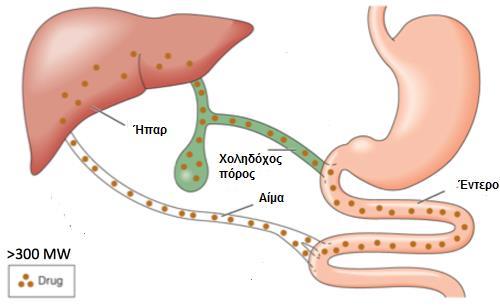 Ηπατική απέκκριση Ένα φάρμακο μπορεί να απεκκριθεί από τα ηπατοκύτταρα και να καταλήξει έτσι στον εντερικό αυλό.