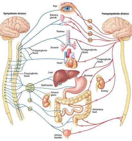 Αυτόνομο Νευρικό Σύστημα Θωρακικό- Οσφυϊκό τμήμα Αυχενικά γάγγλια Γάγγλια εγκεφαλικών νεύρων οφθαλμικό πτερυγοϋπερώιο ωτικό υπογνάθιο Κρανιακό-Ιερό τμήμα Πυρήνες των εγκεφαλικών νεύρων ΙΙΙ VII ΙΧ Χ