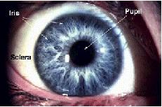 Iris Pupila Ochiul uman : vedere exterioara Iris - muschi circular de control al deschiderii pupilei Pleoapa